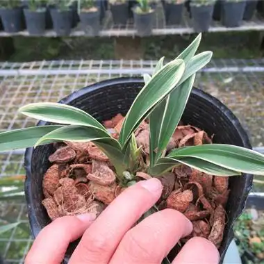 0起拍建兰金边2苗1芽