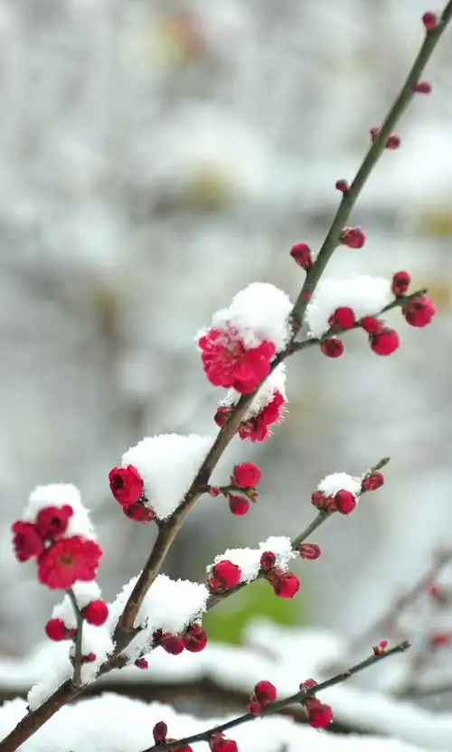 雪落兴庆宫 梅花更娇艳