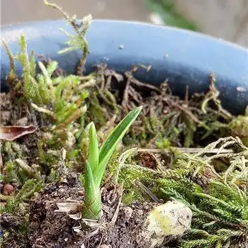 图形不错叶形草带丝艺全明大龙根