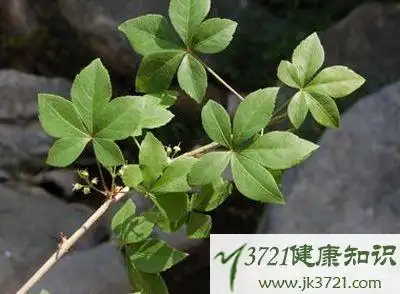 藤五加功效与作用