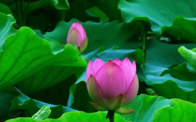 相关标签荷塘里鲜艳迷人的荷花上一图集:小清新唯美的花菱草下一图集