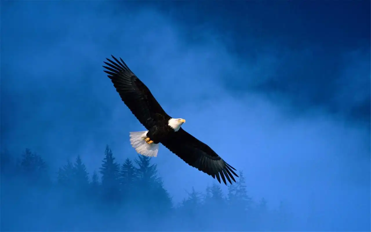 精选天空中翱翔的老鹰高清图片桌面壁纸下载