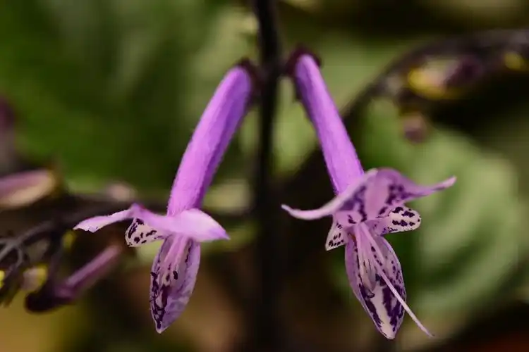 紫萼香茶菜全株入药,并且其