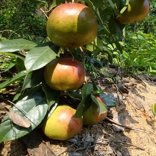 广西大果红花油茶苗茶果13斤品种高产茶子树山茶苗茶籽榨油基地自产自