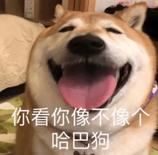 狗头表情包特辑太多了有点杂哈哈哈哈
