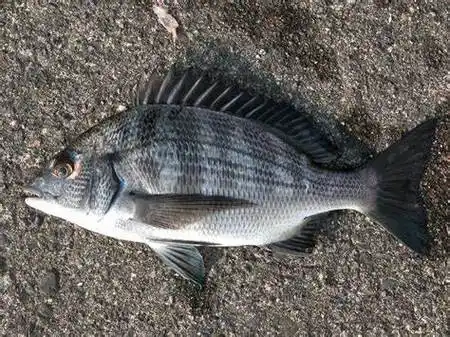 sparus macrocephalus