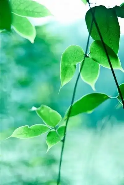 清透的绿意唯美治愈系意境高清图片