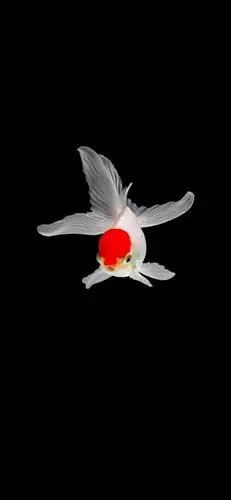 壁纸@高清金鱼壁纸