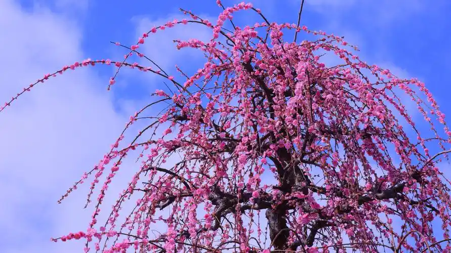 幽香淡淡浸远芳@垂枝梅