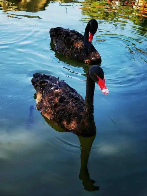 两只黑天鹅 - 新影像萌宠 花粉俱乐部