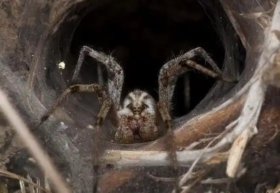 世界上10种恐怖的动物哪一种会让你心跳加速