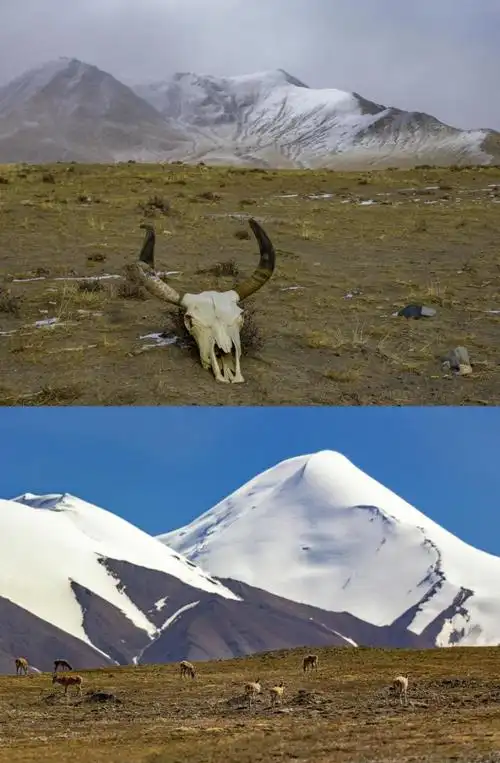 【双语】你好!中国 | 高原上的舞者——藏羚羊_腾讯新闻