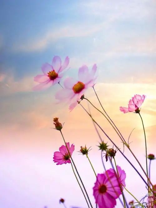 其它 象征幸福吉祥的格桑花 写美篇  神奇的大自然是一个特别令人神往