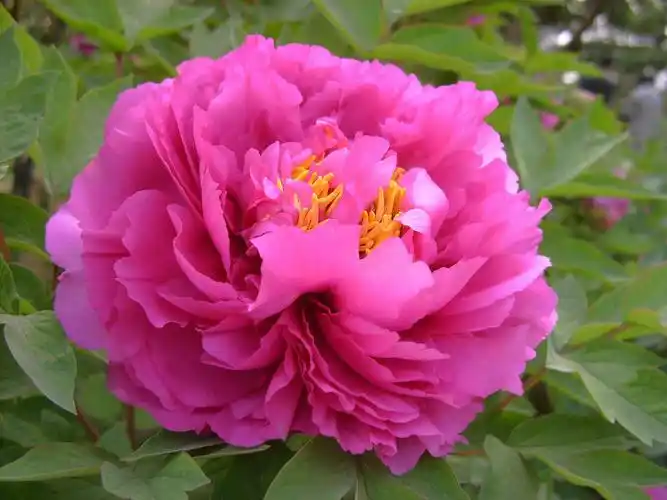 二十四节气谷雨三朝看牡丹去洛阳寻牡丹传说