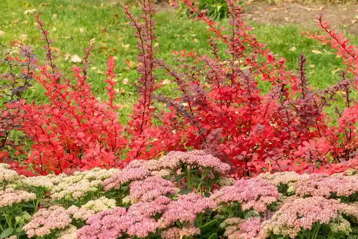 秋天的花园里,美丽的红白相间的花景天草(sedum telephium)和绿叶点缀