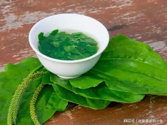 二,车前草的食用方法