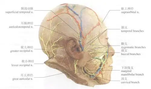 面神经的分支 :         [阅读本文]>>             体系统解剖