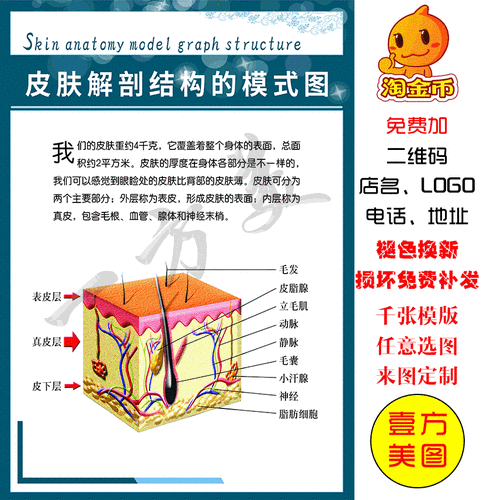 皮肤解剖结构的模式图皮肤修复海报宣传画挂图片色斑痘痘皱纹展板