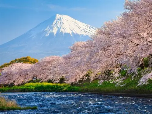 富士樱河日本旅游-自然高清写真壁纸