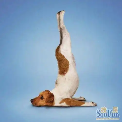 【超萌】喵星人搞笑做瑜伽 动作比你还标准!