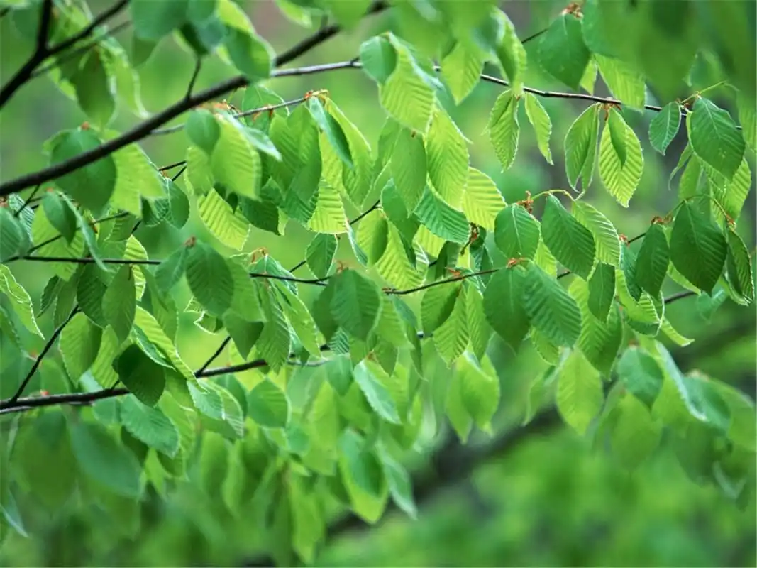 小清新绿色树叶唯美高清桌面壁纸