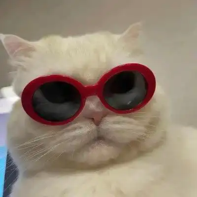 猫咪戴眼镜头像 高清好看抖音最火的猫戴墨镜图片头像_动物头像_头像