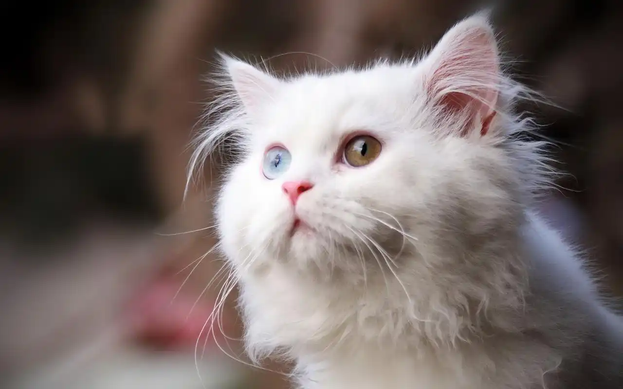 清新可爱白色猫咪壁纸_软萌清新的小白猫