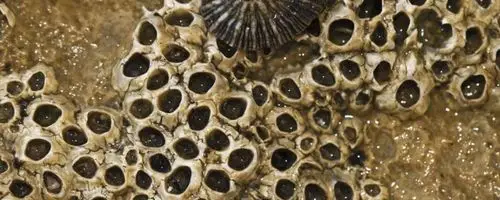 笔架是不是藤壶