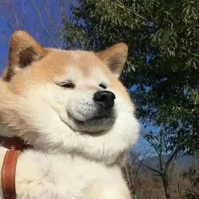 可爱沙雕宠物头像 高清可爱又沙雕的动物头像图片_搞笑头像_美头网