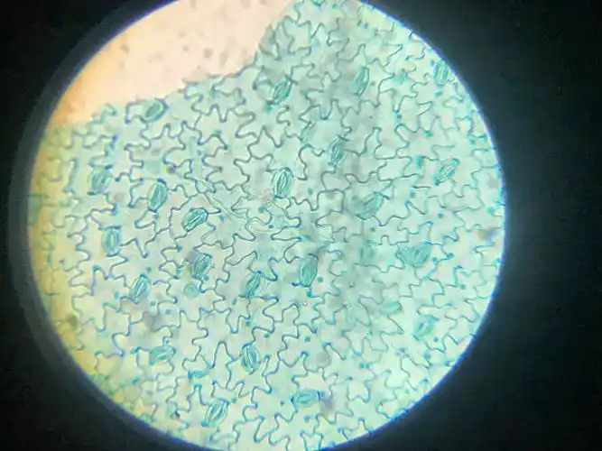 32微观世界蚕豆叶