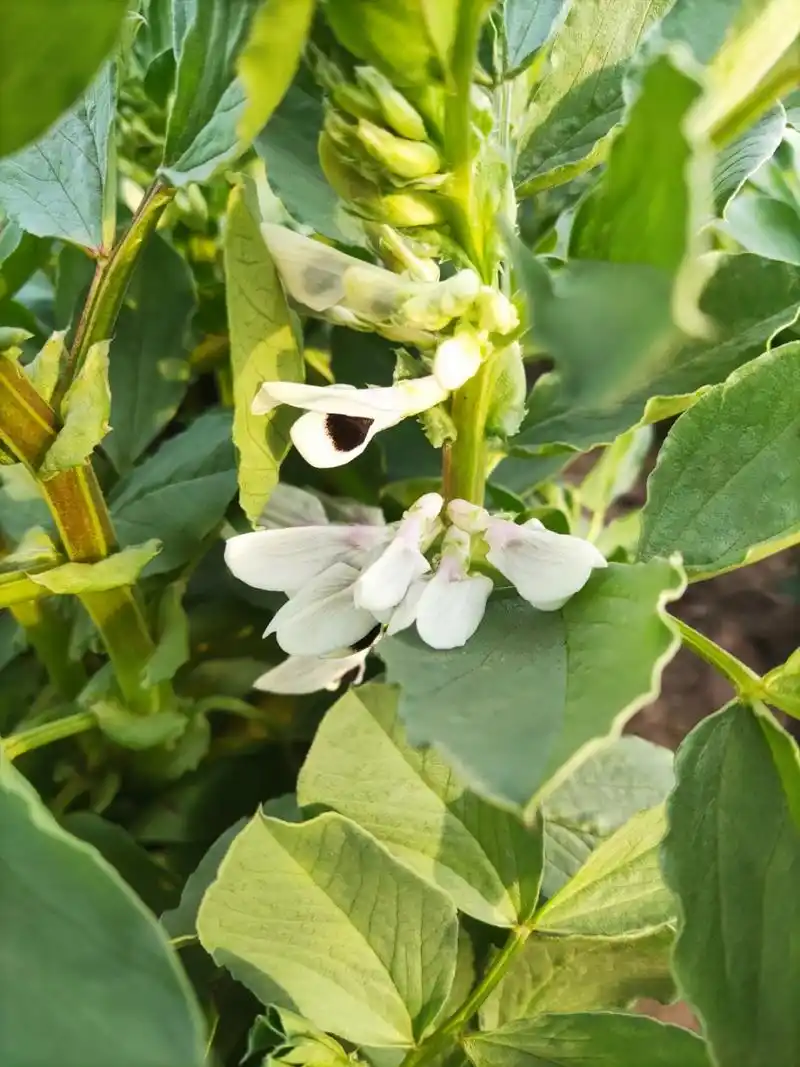 蚕豆开花-黑了心,这就歇后语说的不全对,蚕豆花心是黑的,但