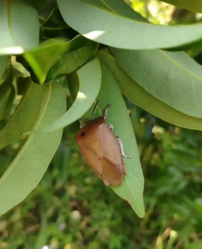 荔枝蝽蟓有五大危害你知道吗?严重的造成绝收,防治要及时