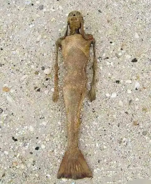 人类曾经有两次捕捉到真正的美人鱼,美人鱼真的存在么?