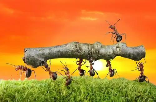 "蚂蚁"撼大树!市值有望登顶a股?