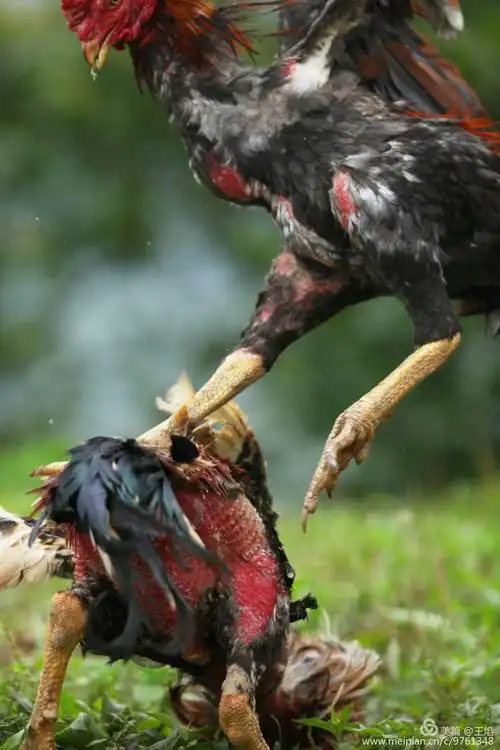 两只大公鸡见面瞬间杀红了眼, 顿时辗转腾挪鸡毛儿乱飞