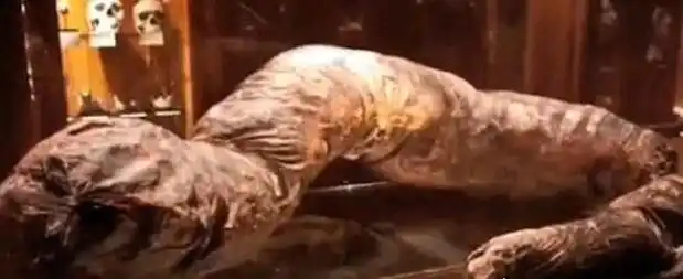 世界最长的人屎长18米重13公斤被收藏到博物馆中