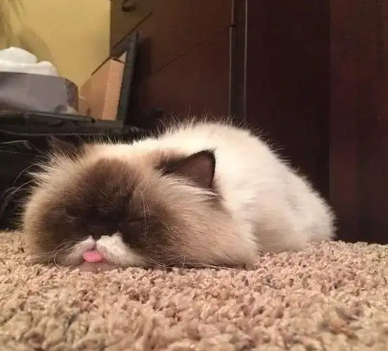 猫咪明明长得一脸高冷却要靠吐舌卖萌过日子