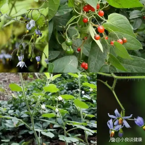 入肝,胃经. 【功效】清热解毒,利尿,祛风湿. 《本经》"白英,味