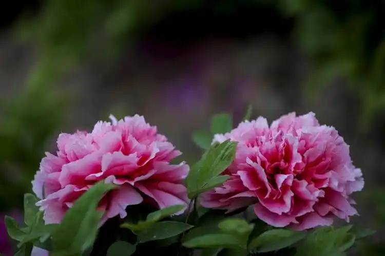 有网友说想在美篇上看中国牡丹之都的菏泽牡丹花,牡丹花来啦
