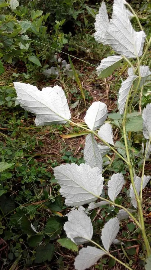 请问这是翻白草吗?