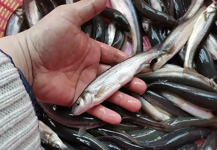 黑龙江特产 冷水大柳根子鱼 开江柳根鱼 满三斤 野生柳根鱼10-12条