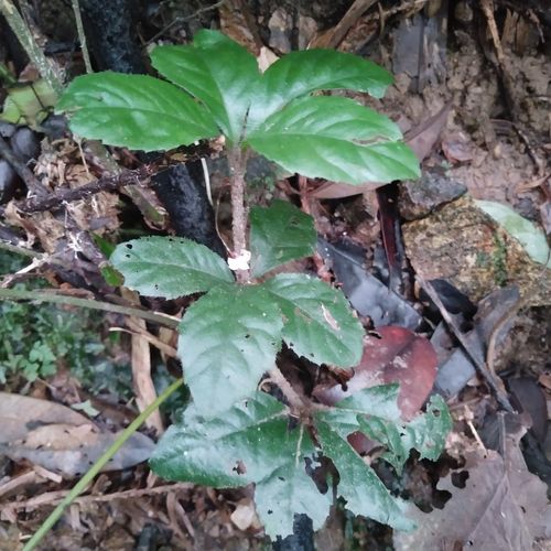 那麼针对痰火草这类中药材你掌握吗组图