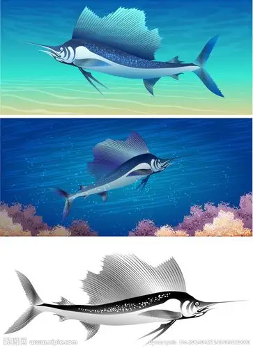海洋剑鱼图片