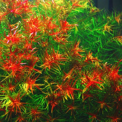 自养水中叶 淡水鱼缸草缸造景有茎类真活体中后景水草 十字牛顿草