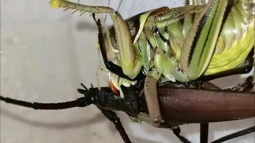 脆皮狂战士—优雅蝈螽vs薄翅天牛