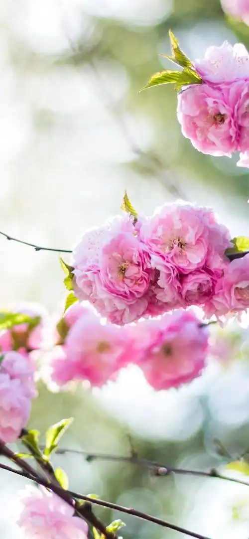 春天,粉红色的桃花盛开,朦胧 iphone 壁纸