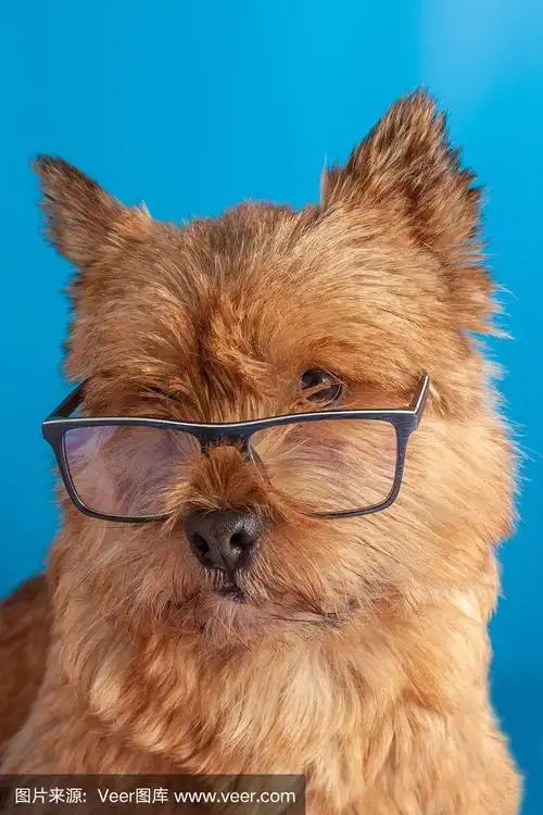 蓝色背景下戴眼镜的狗