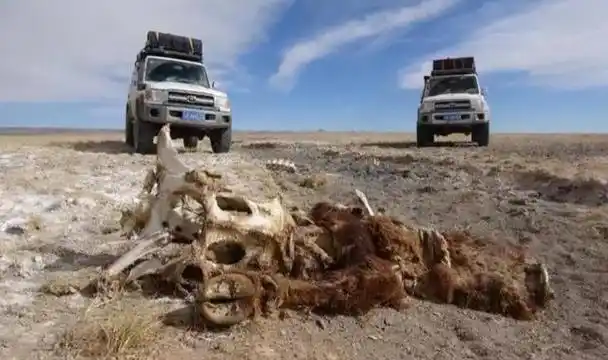 回顾女孩独闯可可西里被狼和秃鹫一路跟随最后她再也没能回家
