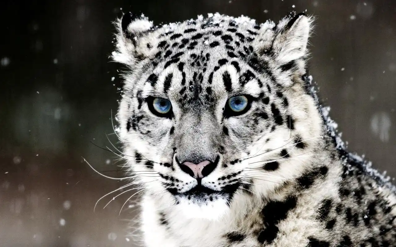 精选冬季雪中动物百兽之王老虎高清图片桌面壁纸下载第二辑