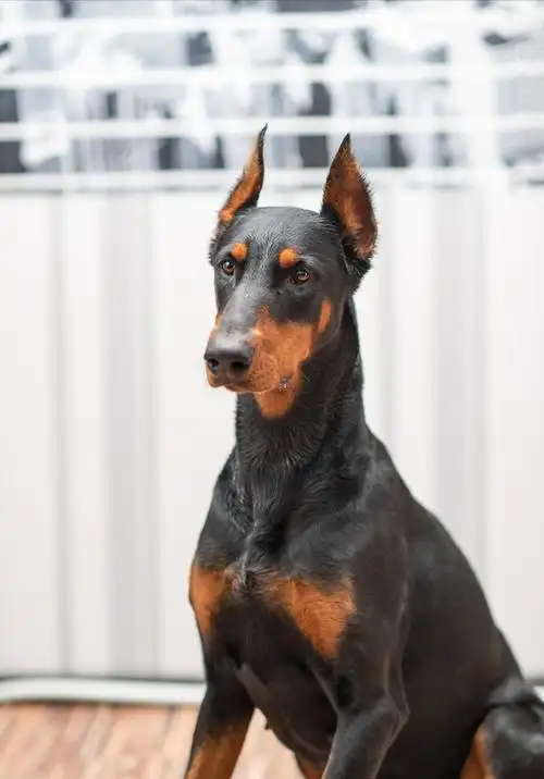 什么都看颜值了,养狗也不例外,这不,就有网友出了高颜值的狗狗排行榜